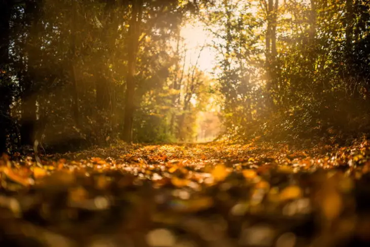 Tipps zum Aufnehmen der besten Herbstfotos